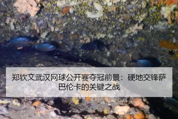 郑钦文武汉网球公开赛夺冠前景：硬地交锋萨巴伦卡的关键之战